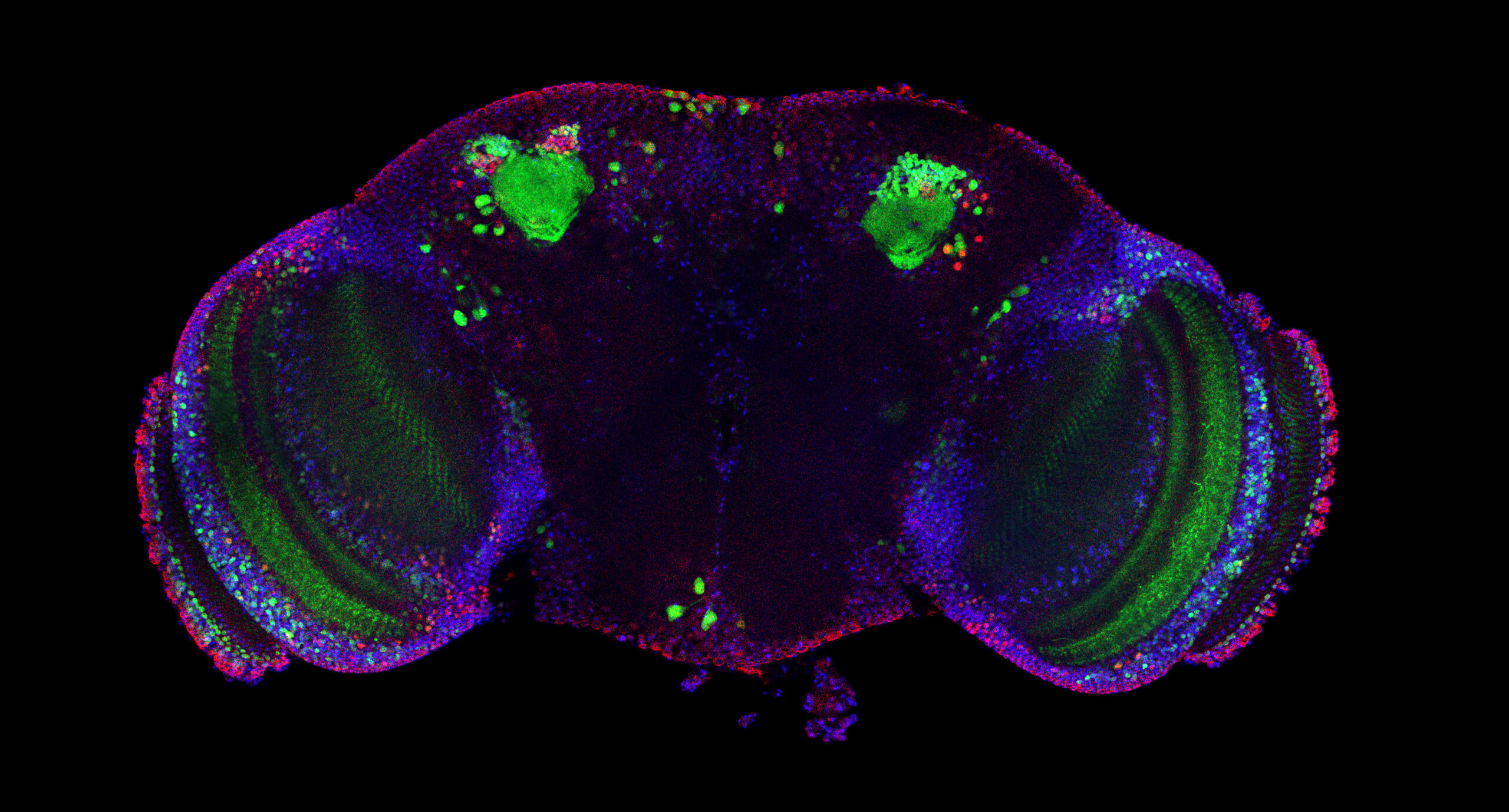 Biology Department Imaging Facility | Research | WashU